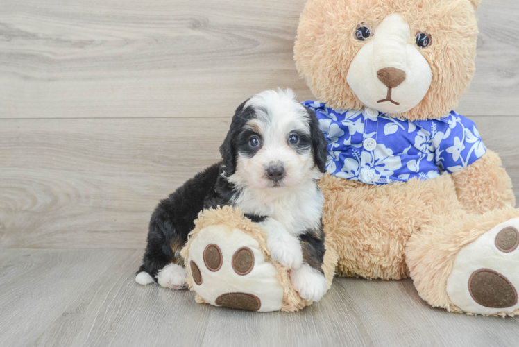 Mini Bernedoodle Pup Being Cute