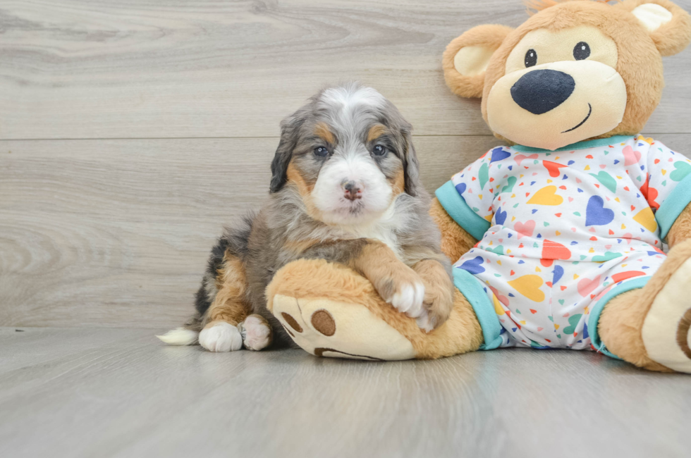 6 week old Mini Bernedoodle Puppy For Sale - Lone Star Pups