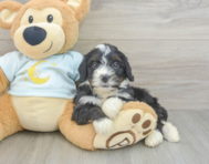 8 week old Mini Bernedoodle Puppy For Sale - Lone Star Pups