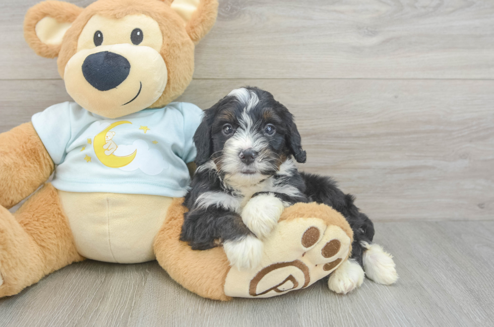5 week old Mini Bernedoodle Puppy For Sale - Lone Star Pups