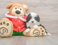 7 week old Mini Bernedoodle Puppy For Sale - Lone Star Pups