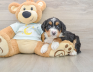 6 week old Mini Bernedoodle Puppy For Sale - Lone Star Pups