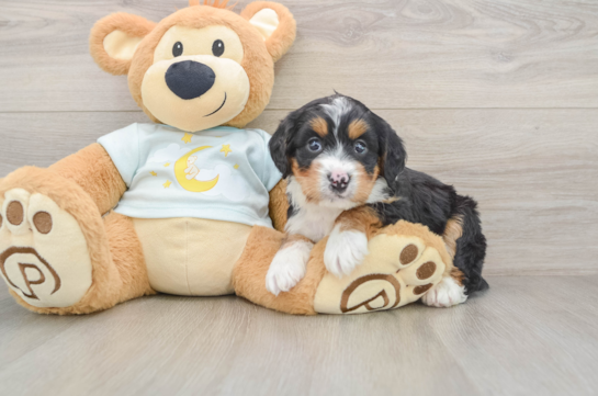 Mini Bernedoodle Pup Being Cute