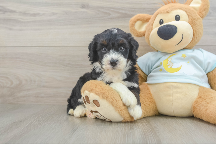 Friendly Mini Bernedoodle Baby