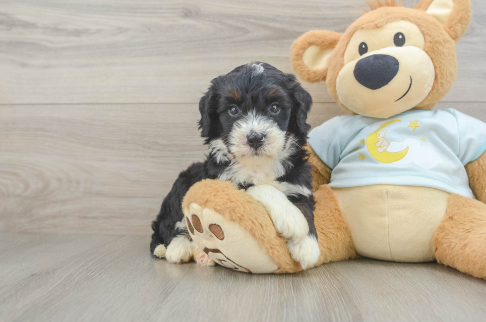 5 week old Mini Bernedoodle Puppy For Sale - Lone Star Pups