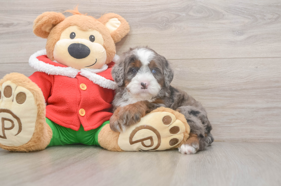 6 week old Mini Bernedoodle Puppy For Sale - Lone Star Pups