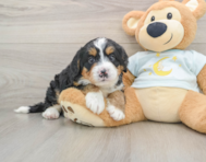 6 week old Mini Bernedoodle Puppy For Sale - Lone Star Pups