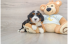 Energetic Mini Bernepoo Poodle Mix Puppy