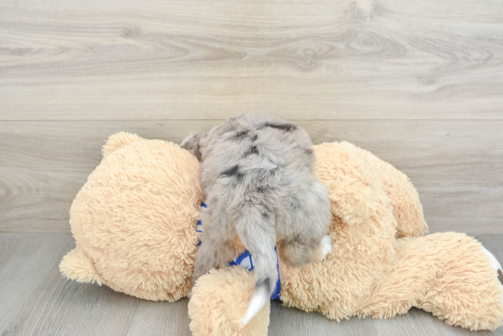 Little Bernadoodle Poodle Mix Puppy