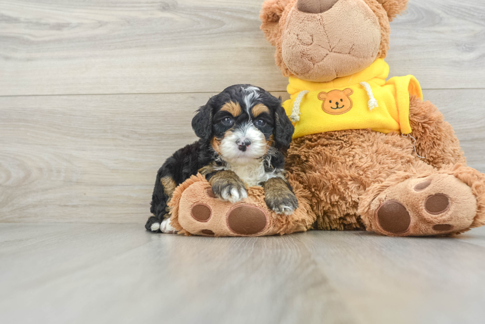 Mini Bernedoodle Pup Being Cute