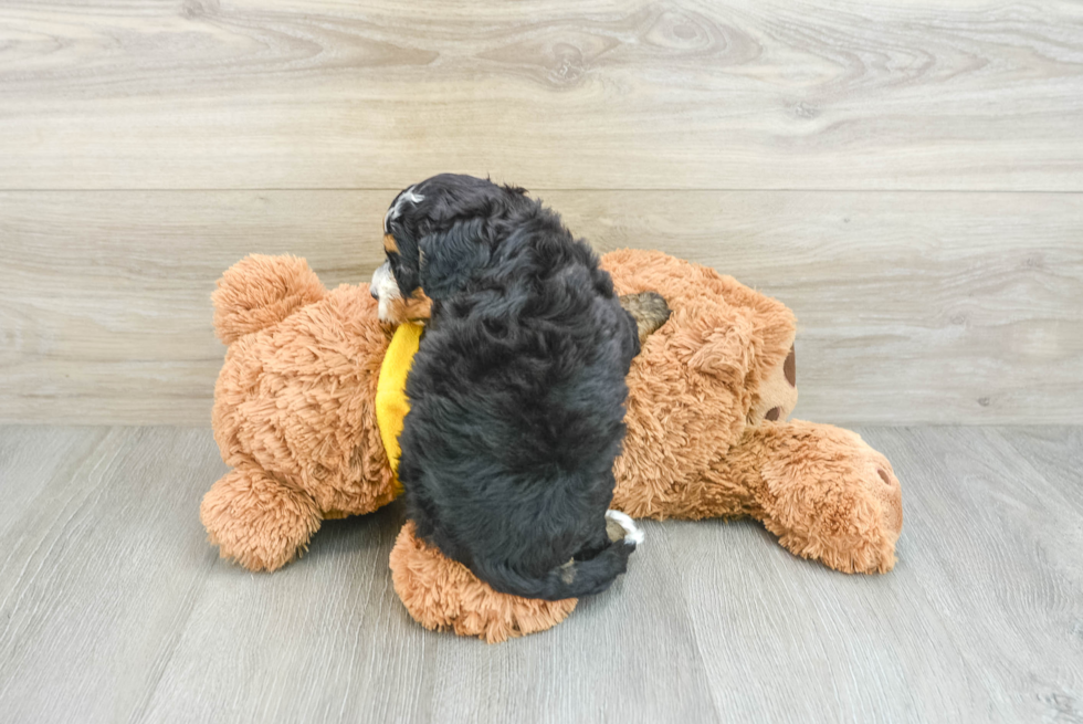 Playful Mini Bernadoodle Poodle Mix Puppy