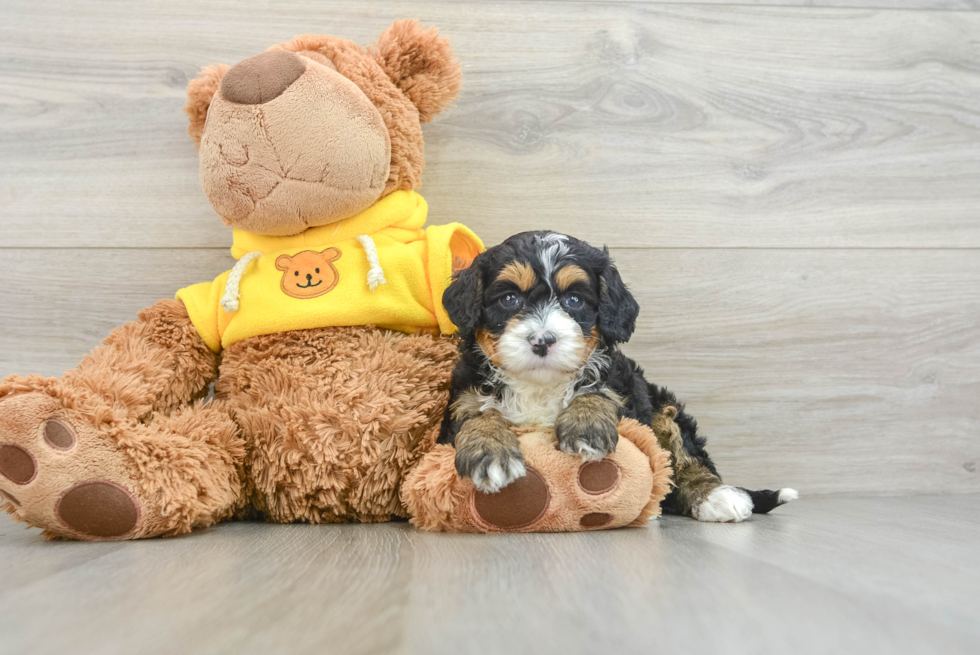 Small Mini Bernedoodle Baby