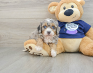 7 week old Mini Bernedoodle Puppy For Sale - Lone Star Pups