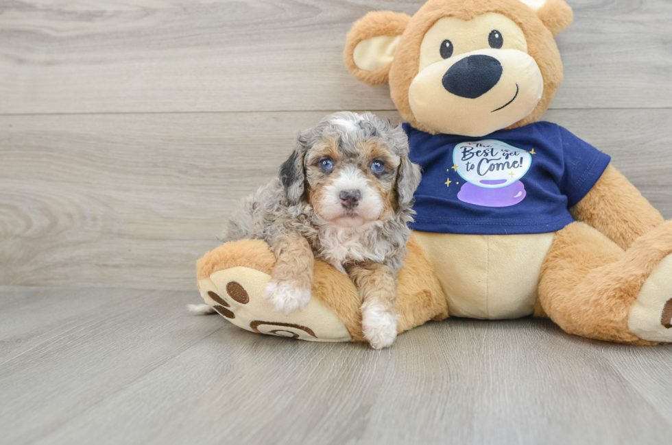 7 week old Mini Bernedoodle Puppy For Sale - Lone Star Pups