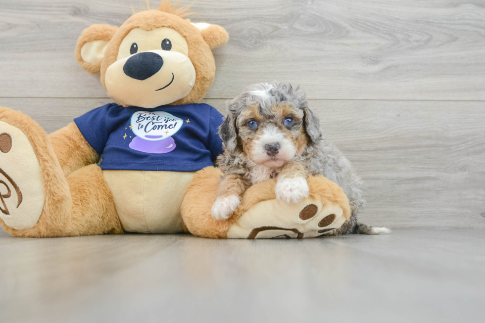 Best Mini Bernedoodle Baby