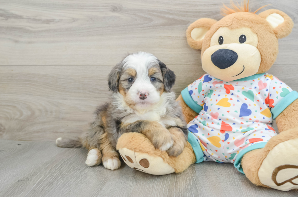 6 week old Mini Bernedoodle Puppy For Sale - Lone Star Pups