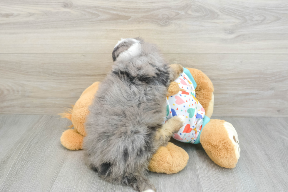 Best Mini Bernedoodle Baby