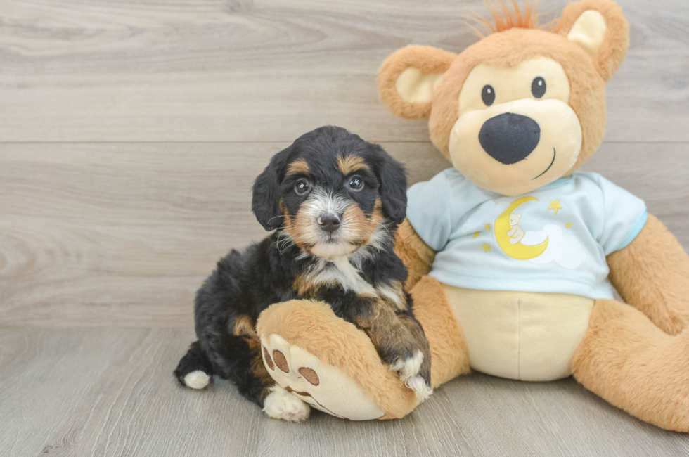 5 week old Mini Bernedoodle Puppy For Sale - Lone Star Pups