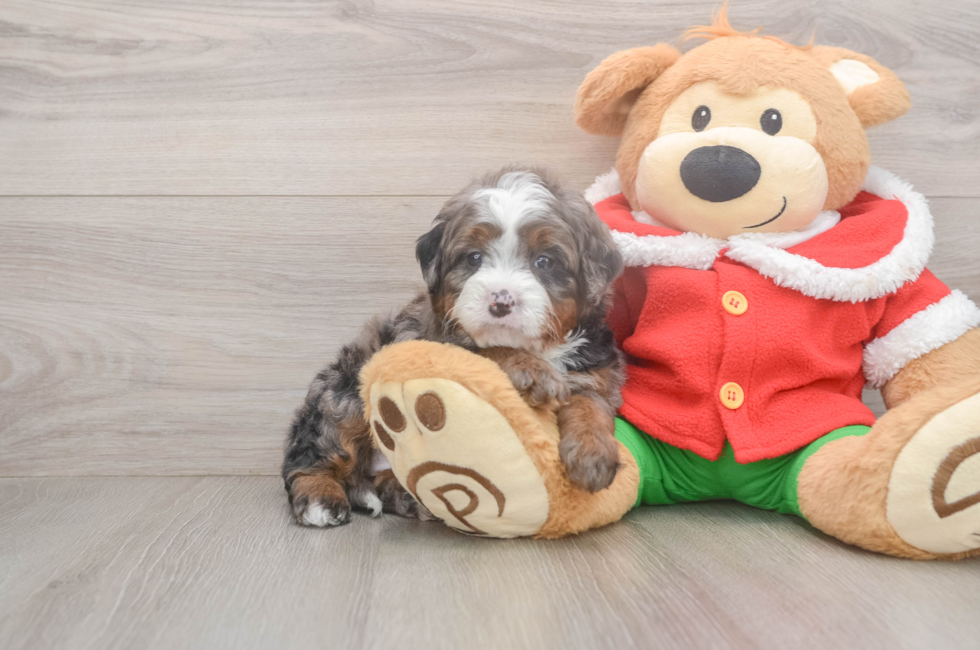 6 week old Mini Bernedoodle Puppy For Sale - Lone Star Pups