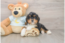 Mini Bernedoodle Pup Being Cute