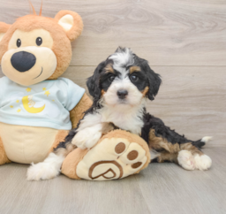 8 week old Mini Bernedoodle Puppy For Sale - Lone Star Pups