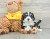 7 week old Mini Bernedoodle Puppy For Sale - Lone Star Pups