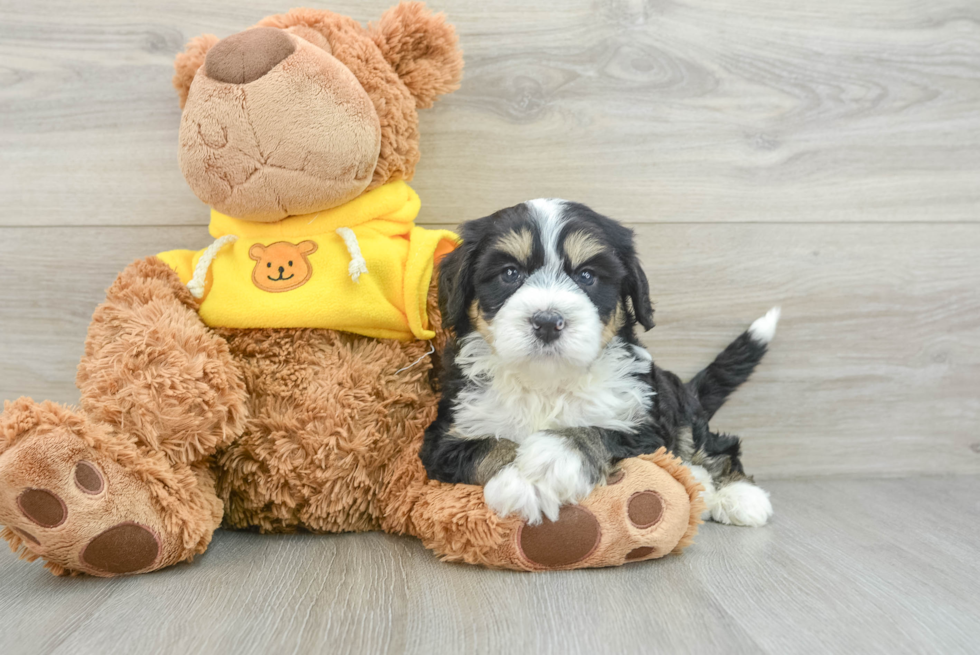 Hypoallergenic Bernadoodle Poodle Mix Puppy