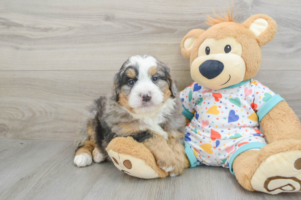 6 week old Mini Bernedoodle Puppy For Sale - Lone Star Pups