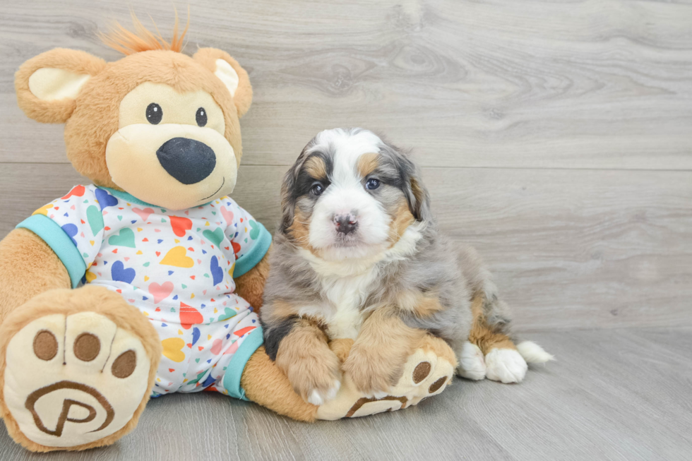 Funny Mini Bernedoodle Poodle Mix Pup