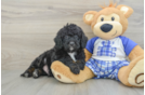 Sweet Mini Bernedoodle Baby