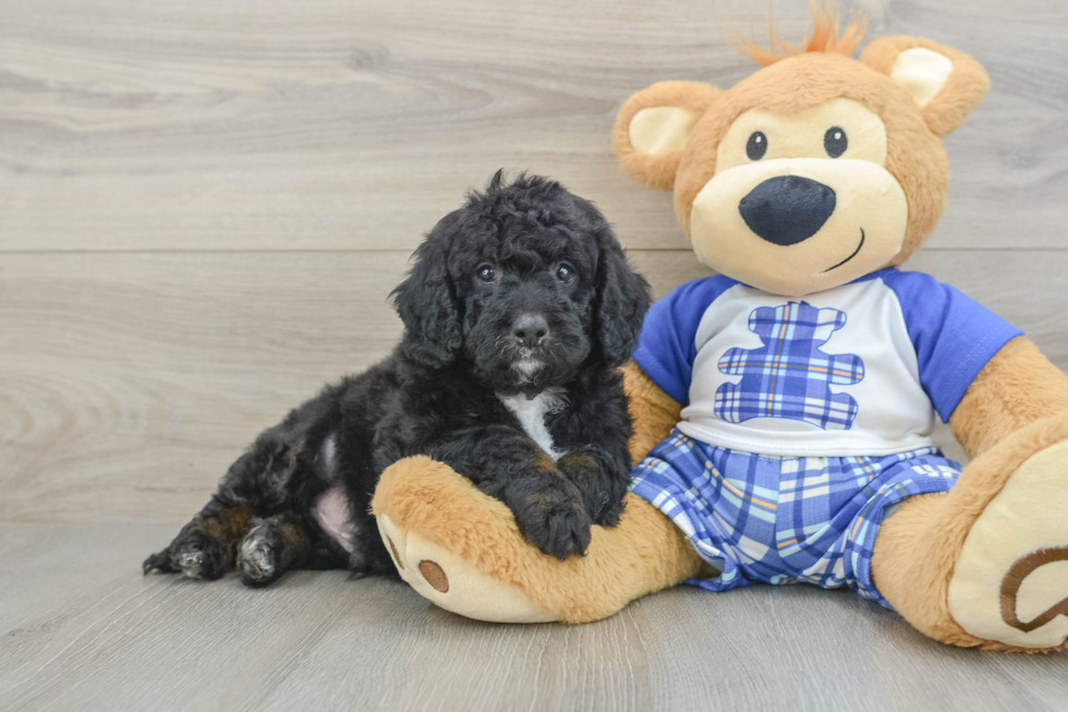 Sweet Mini Bernedoodle Baby