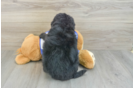 Adorable Bernadoodle Poodle Mix Puppy