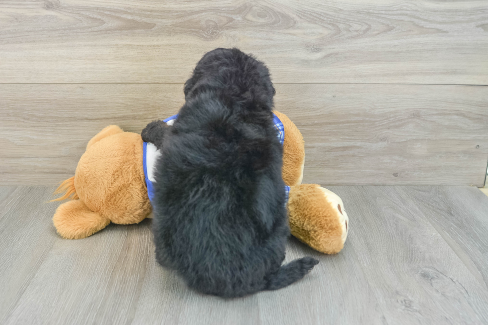 Adorable Bernadoodle Poodle Mix Puppy