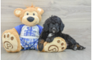 Mini Bernedoodle Puppy for Adoption