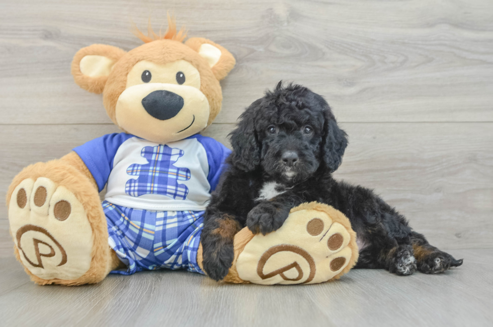 5 week old Mini Bernedoodle Puppy For Sale - Lone Star Pups