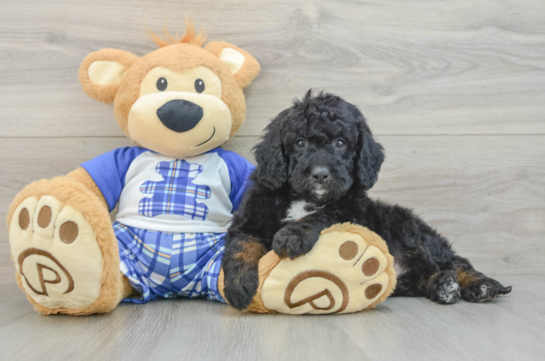 Mini Bernedoodle Puppy for Adoption