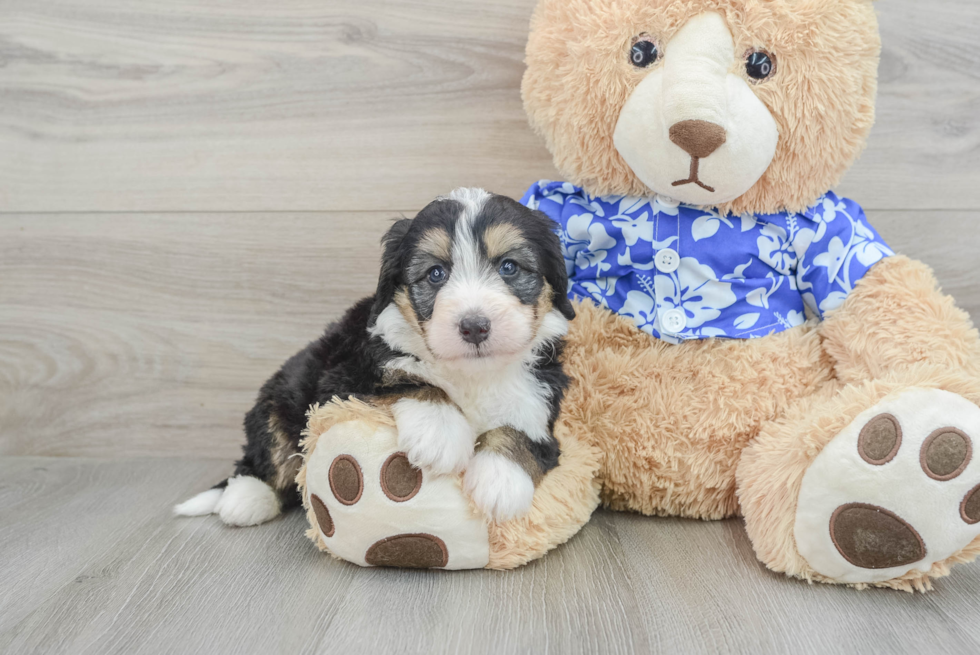 Petite Mini Bernedoodle Poodle Mix Pup