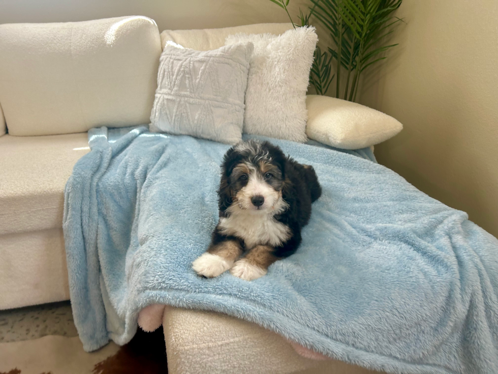 Cute Mini Bernedoodle Baby