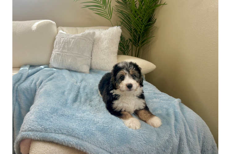 Mini Bernedoodle Puppy for Adoption