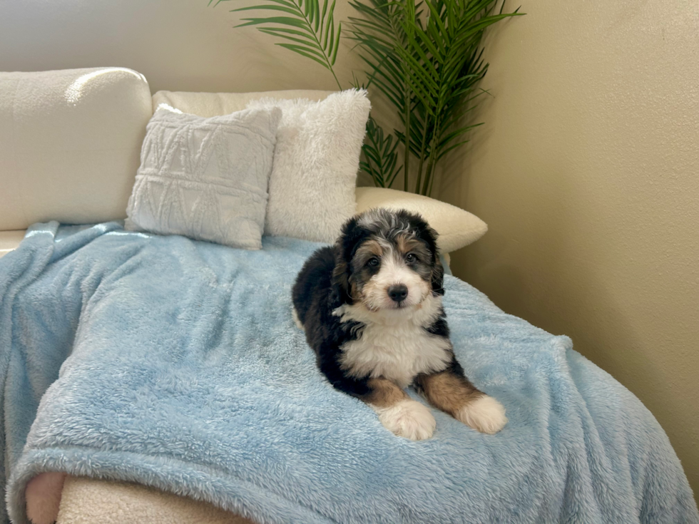 Mini Bernedoodle Puppy for Adoption