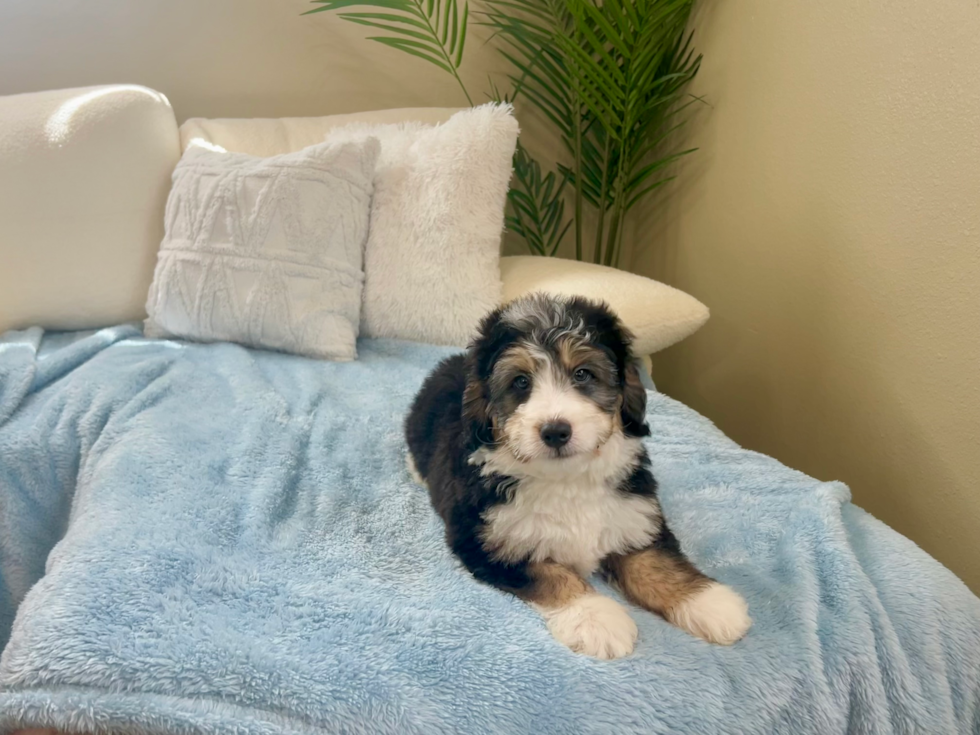 Cute Mini Bernedoodle Baby