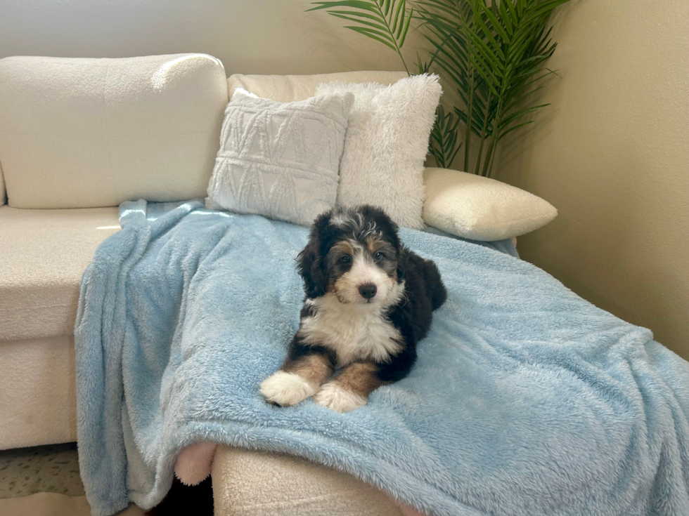 Cute Mini Bernedoodle Poodle Mix Pup