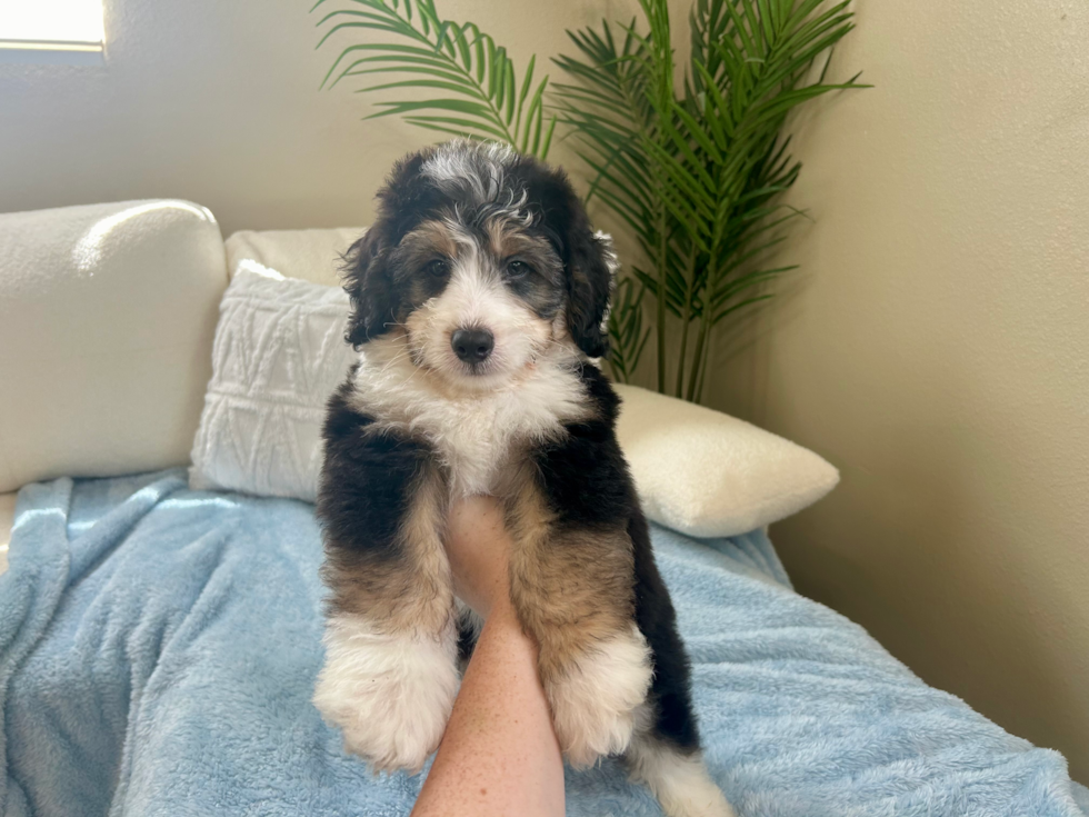 Best Mini Bernedoodle Baby