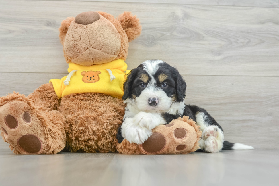 Mini Bernedoodle Pup Being Cute