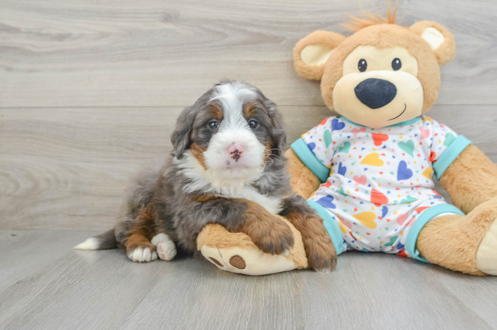 6 week old Mini Bernedoodle Puppy For Sale - Lone Star Pups