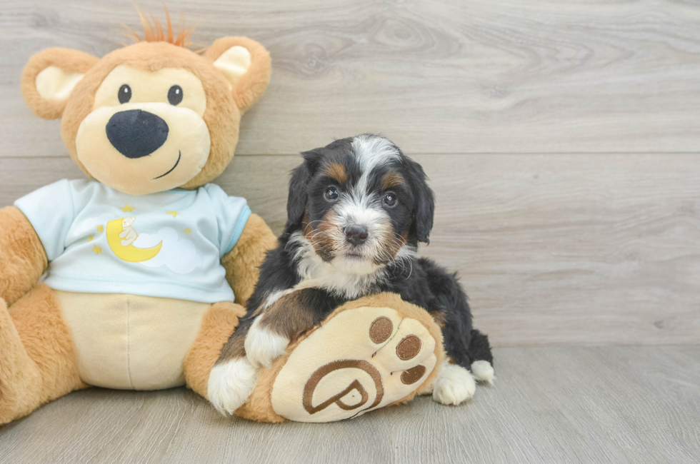 5 week old Mini Bernedoodle Puppy For Sale - Lone Star Pups