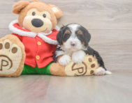 6 week old Mini Bernedoodle Puppy For Sale - Lone Star Pups