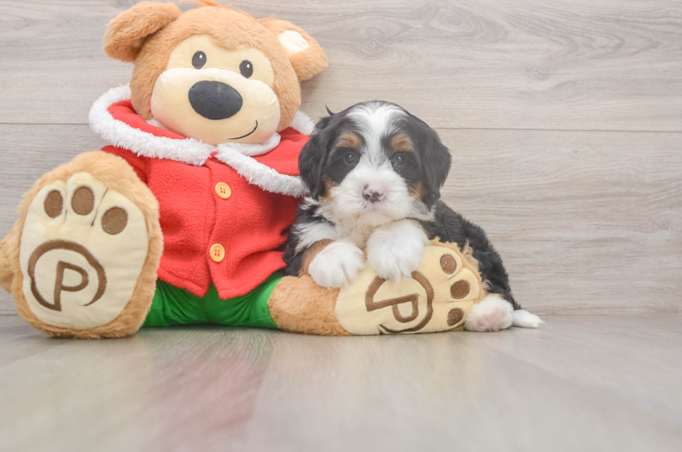 6 week old Mini Bernedoodle Puppy For Sale - Lone Star Pups
