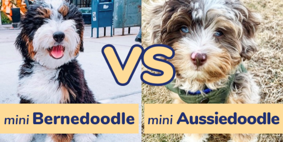 Mini Bernedoodle vs Mini Aussiedoodle Comparison Mini Bernedoodle vs Mini Aussiedoodle Comparison