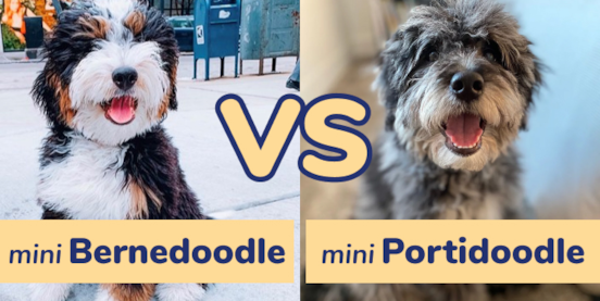 Mini Bernedoodle vs Mini Portidoodle Comparison Mini Bernedoodle vs Mini Portidoodle Comparison